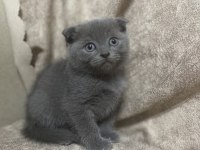 Scottish Fold yavru kedimiz
