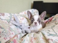 Apple face chihuahua