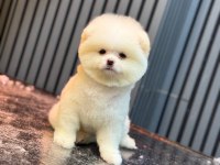 Yavru Pomeranian Boo Köpeklerimiz