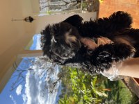 Maltipoo cinsi 2 aylık yavrular