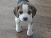 BEAGLE YAVRULARIMIZ