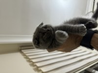 British shorthair 3 aylık