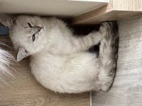 British shorthair erkek