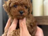 Efsane poodle yavrularımız hazır