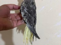 46 GÜNLÜK FULL EVCİL KUSURSUZ SULTAN PAPAĞANI