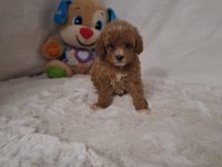 Acele Edene Dişi ve Erkek Toy Poodle Yavrular