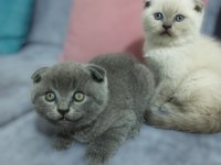 Kaliteli scottish fold bebekler
