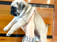 DÜNYA TATLISI PUG YAVRULARI