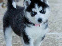 Her Eve Lazım Olan Husky