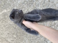 Scottish Fold çocuklar yuva arıyor