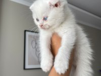 İzmir 2 aylık erkek scottish fold