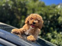 F1 maltipoo yavrumuz