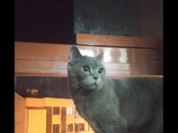 British shorthair biricik kizimiz sahiplendirilecektir