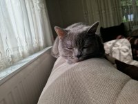 12 aylık british shorthair