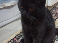 Irk Standartlarında British Shorthair