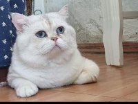 SON KALAN 2 YAVRU KEDİMİZ