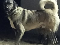 Safkan Kangal
