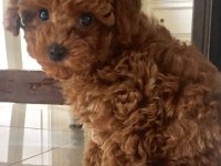 MERSİN TOY POODLE KÖPEKLERİ