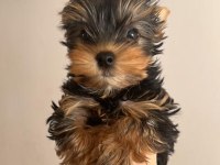 5 aylık erkek yorkshire terrier