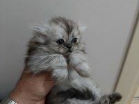 Chinchilla kediler
