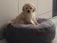 Apricot Toy Poodle Dişi Yavrumuz
