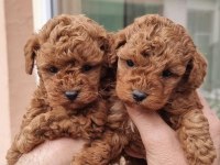 Birbirinden Güzel Toy Poodle Yavrularım