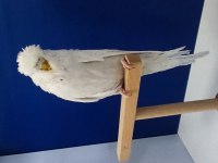 Show Jumbo muhabbet kuşu