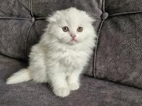Scottish Fold Longhair Güzellik