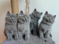 Peluş gibi british shorthair yavrularımız