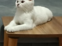 Oyuncu ve sevimli mavi boncuk scottish fold