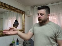 Ful evcil üst düzey konuşan mayna