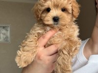 Maltipoo köpeklerimiz