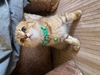 Muhteşem ırk black golden tabby scottish fold
