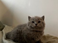 1.5 Aylık 4 tane saf british shorthair yavrularımız