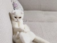Acil Sahiplendirilecek Dişi Scottish Fold