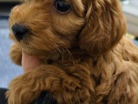 Poodle ayarında kaliteli yavrum yeni ailesini arıyor