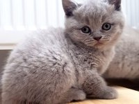Blue Scottish Fold Yavrularımız