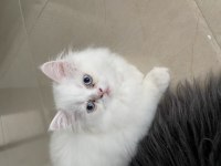 3 aylık minik british longhair yavrumuz