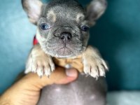 Lilac tan micro french bulldog yavrum