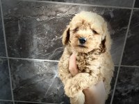 Orjinal maltipoo yavrular