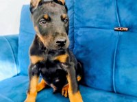 Siyah Ve Kızıl Doberman Yavruları