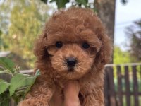 Toy poodle full aşılı