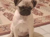 4 AYLIK AİLE KÖPEĞİ PUG