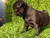 SİYAH LEKESİZ PUG MOPS