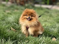 GERÇEK AYI SURAT KALİTELİ DİŞİ İSTEYENLERE POMERANİAN