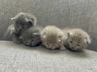 British Shorthair Yavrularım Yuvalarını Bekliyor