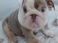 SİTENİN EN GÜZEL İNGİLİZ BULLDOG BEBEKLERİ