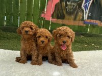 Safkan Irk Garantili Poodle Bebekler
