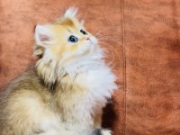 Ny11 dişi 2 aylık british longhair