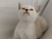 Yavru Kedimiz Yeni Yuvasına Gitmeye Hazır